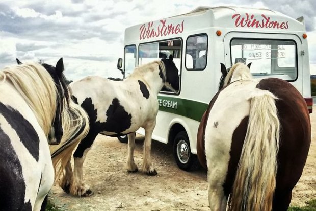 Horse ice cream