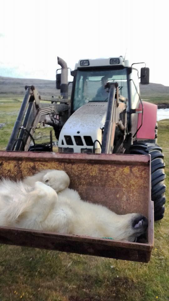 Polar bears are not native to Iceland