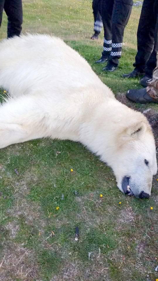 A neighbour shot the animal when it swam ashore
