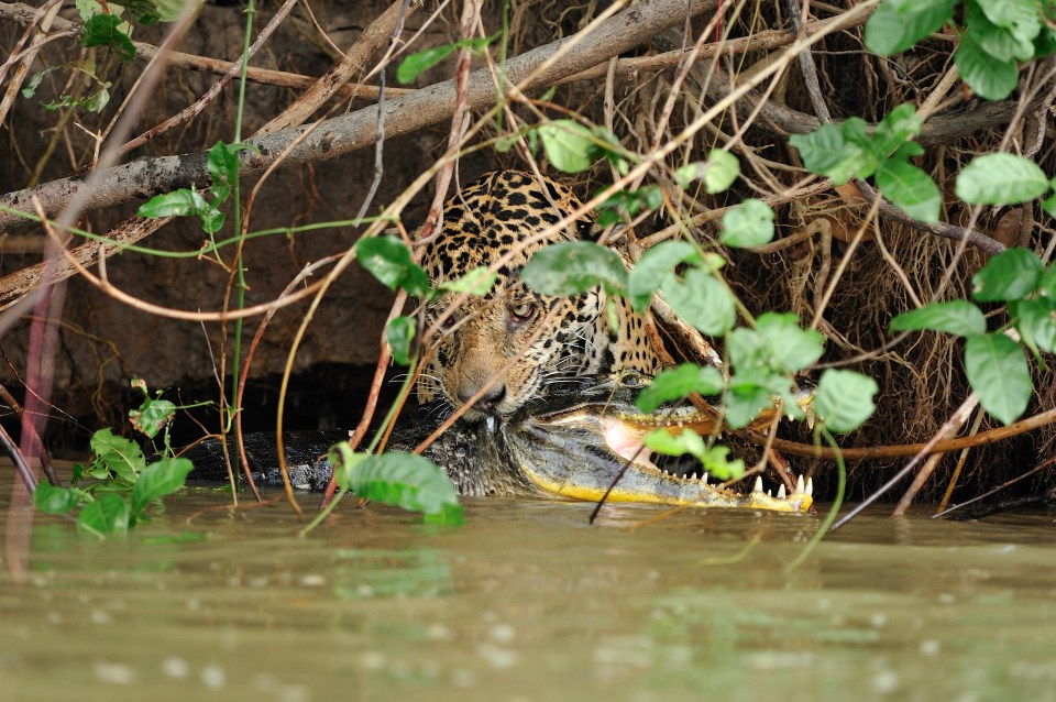 The jaguar is able to pull the crocodile to more shallow waters before pulling it away, presumably to eat