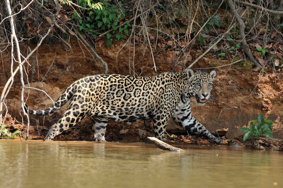 The huge creature, which is usually alone, was careful not to disturb the crocodile as it approached