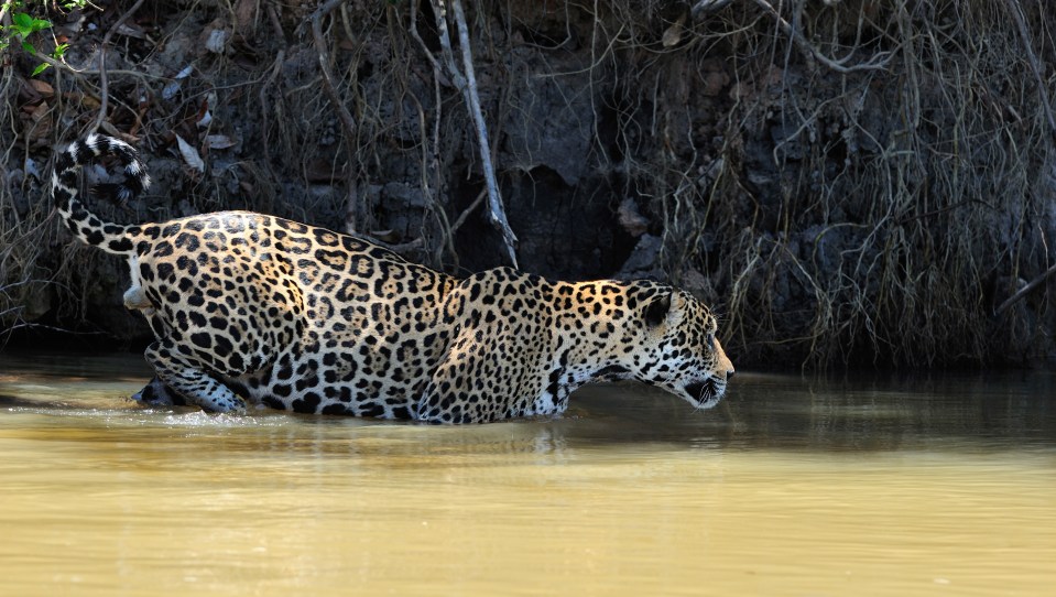 The cat then slinked into the water, slowly but surely getting closer to the juvenile croc