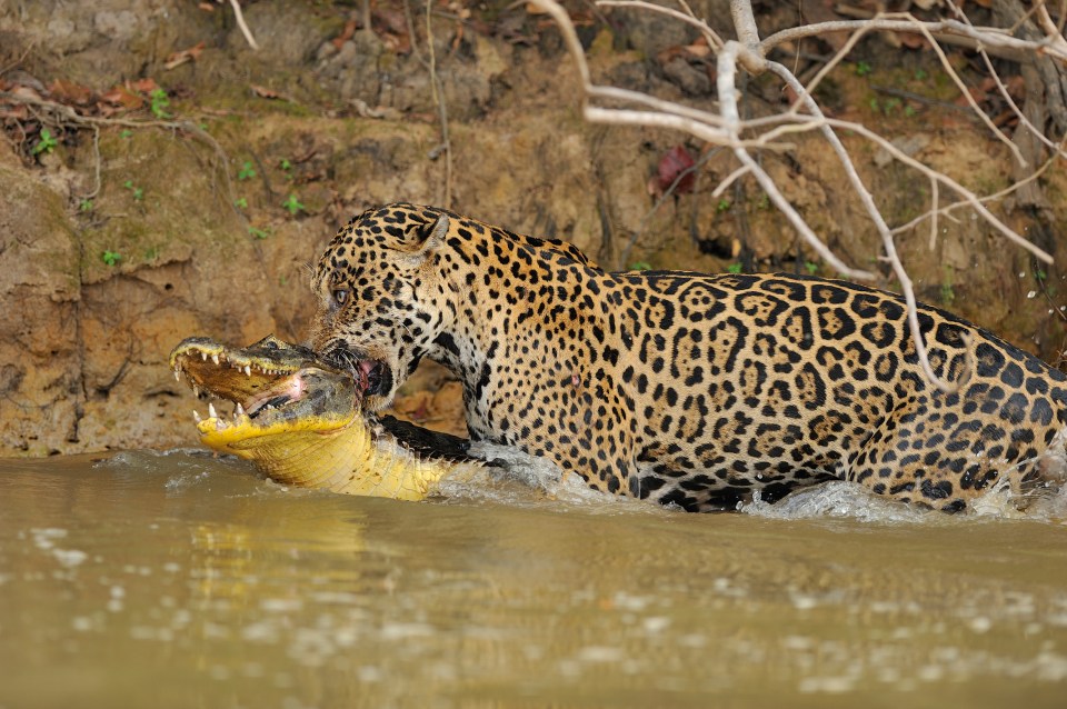 The 220pound jaguar took the opportunity to attack the juvenile crocodile