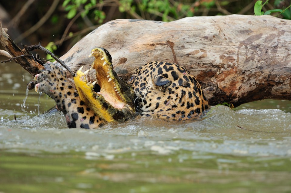 The crocodile is pulled to and fro in the battle with the powerful cat