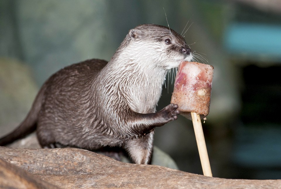 As tempratures soar into the 30s at Birmingham Sealife Centre, Aquarist Rob Gaster is pictured cooling down the Asian Short Clawed Otter's with some tasty ice lollies