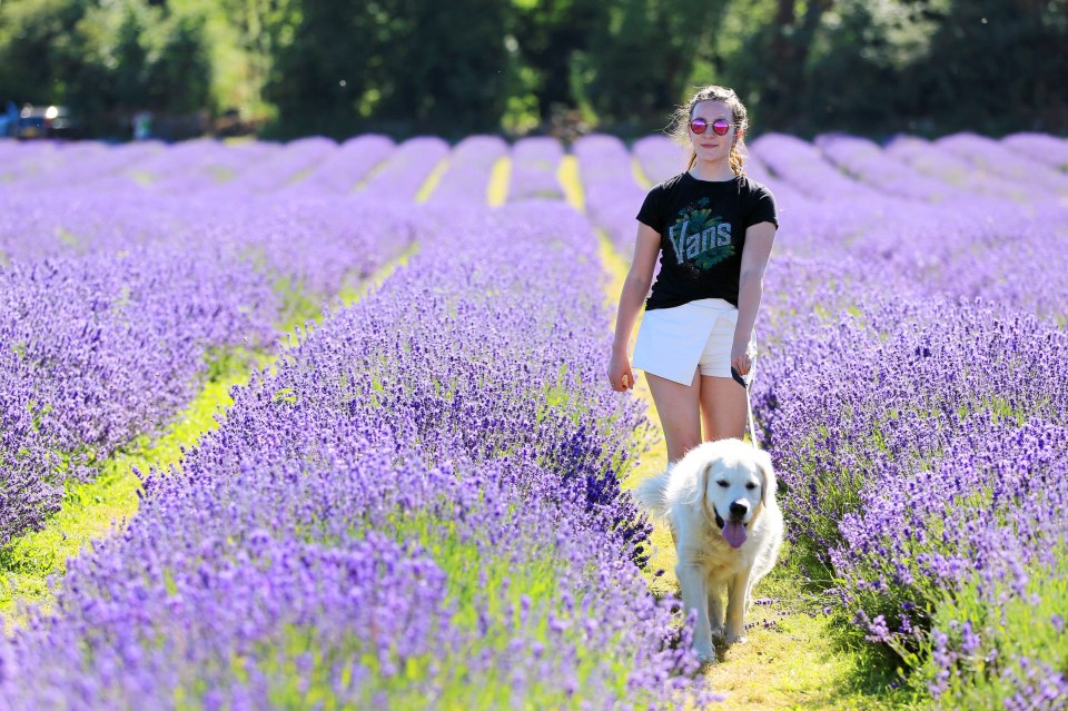 Rachael Douche, 22 from Banstead along with Jack the Golden Retriever pictured enjoying the hot weather at Mayfield Lavender Field, in Banstead