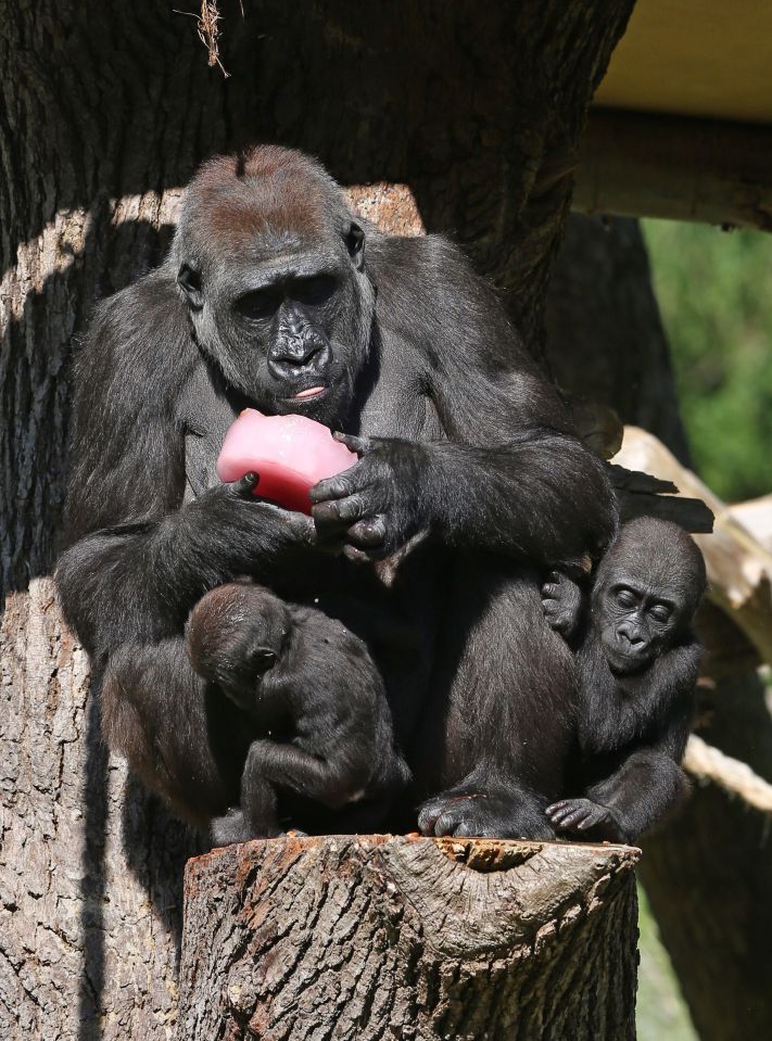 Western lowland gorilla Mjukuu with her babies Alika,19 months (right) and Gernot, eight months, eat a fruit tea ice block with hazelnuts at London Zoo,
