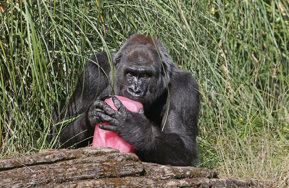 Western lowland gorilla Zaire, eats a fruit tea ice block with hazelnuts at London Zoo, to help cool off, as Britain's mini-heatwave is set to continue with a day of tropical temperatures 