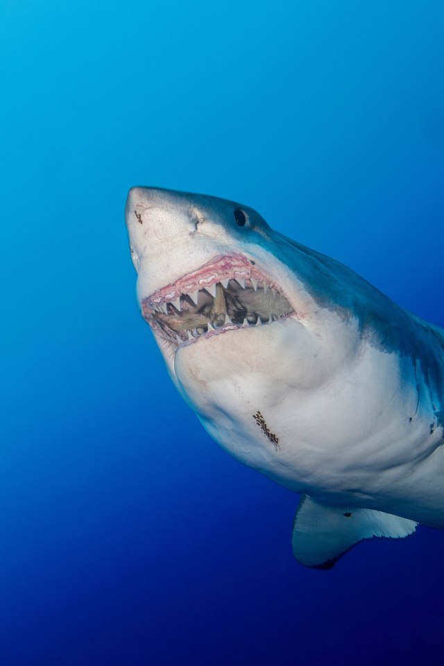 Largest Great White