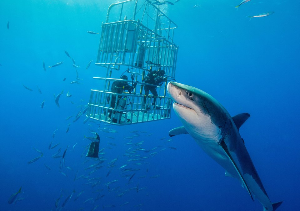 Largest Great White