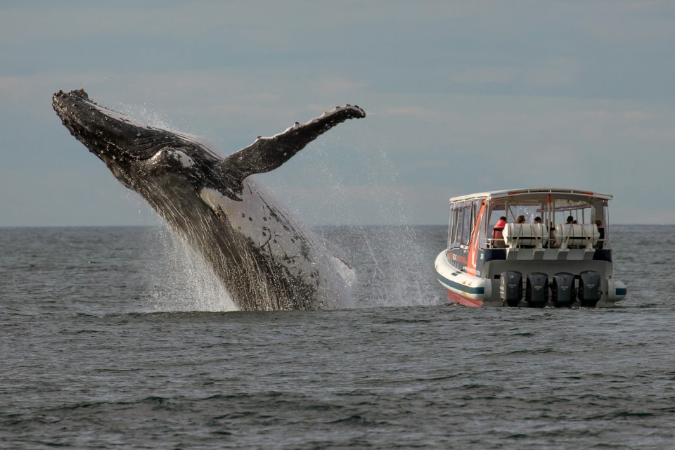 Humpback whale is behind you