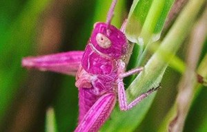 Rare and exotic pink grasshopper snapped by a photographer in UK