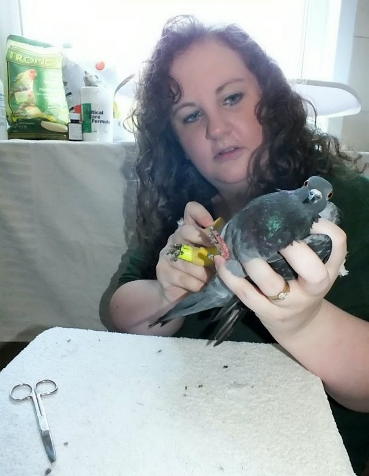 Sarah's feathers were ruffled after she was fined while feeding pigeons