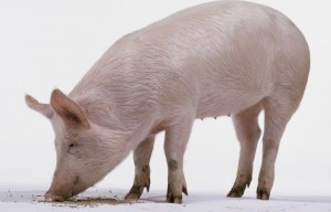 Pig tissue used to repair muscle injuries hailed as 'game changer'