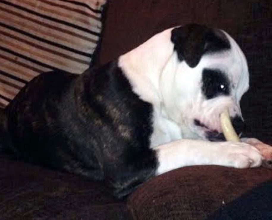 BPM MEDIA SUPPLY PIC Zeus the dog who was thrown from a tower block window in Druids Heath.