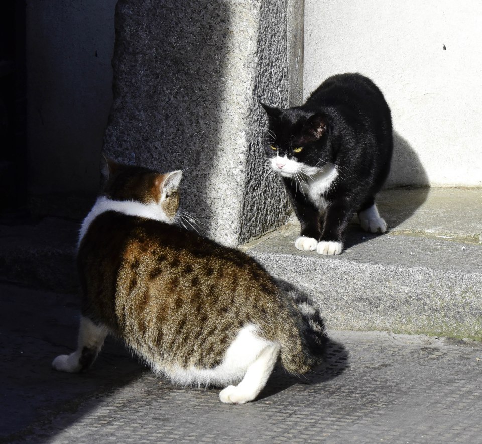 Palmerston and Larry 