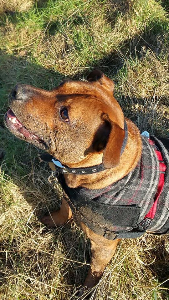 DOGS FLESH ROTTED AFTER HOTEL LEFT IN COAT
