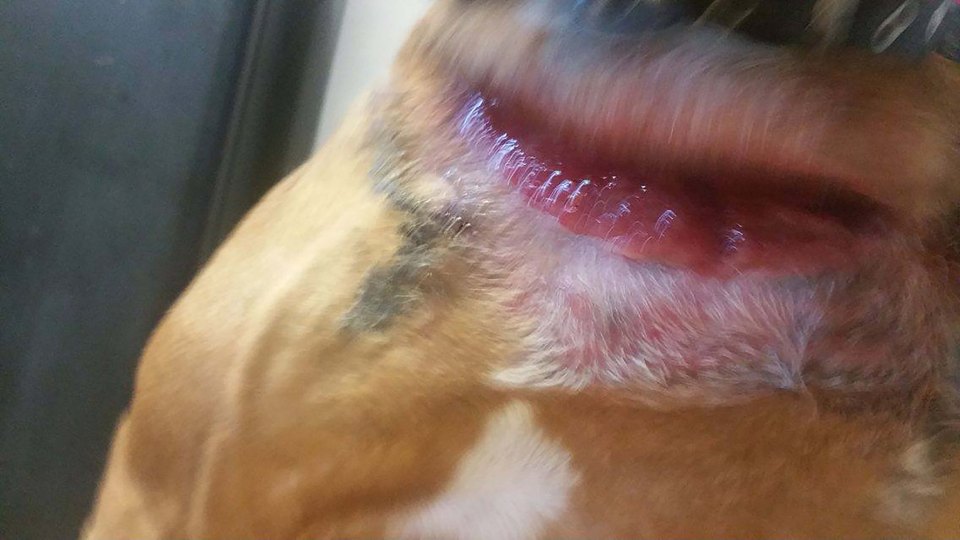 DOGS FLESH ROTTED AFTER HOTEL LEFT IN COAT