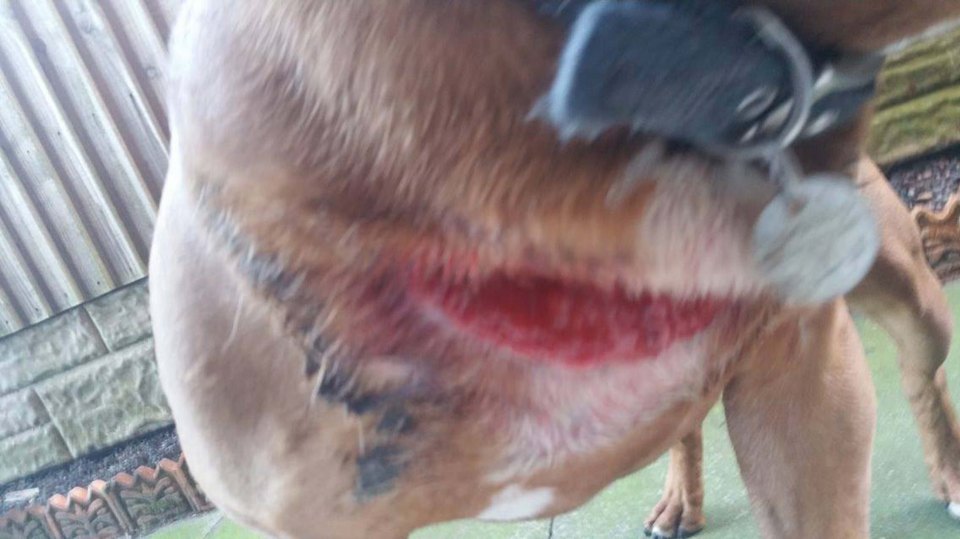 DOGS FLESH ROTTED AFTER LEFT IN COAT