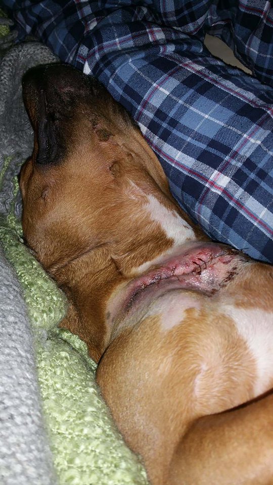 DOGS FLESH ROTTED AFTER HOTEL LEFT IN COAT