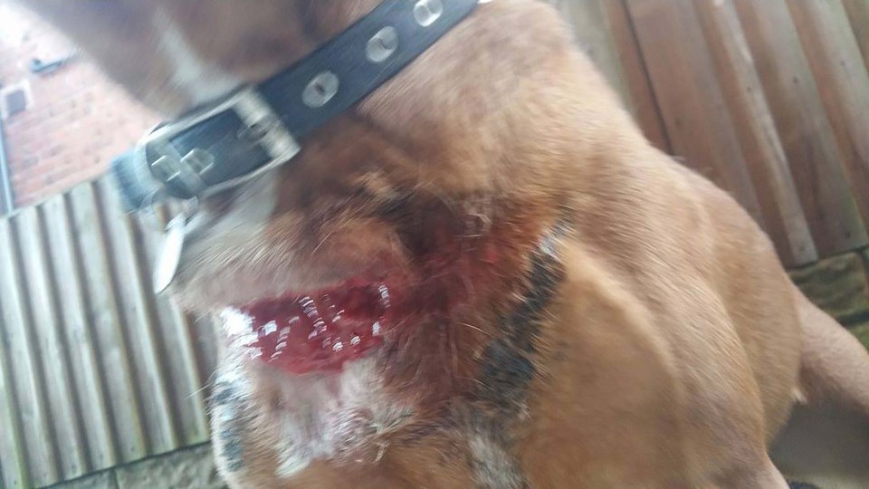 DOGS FLESH ROTTED AFTER HOTEL LEFT IN COAT