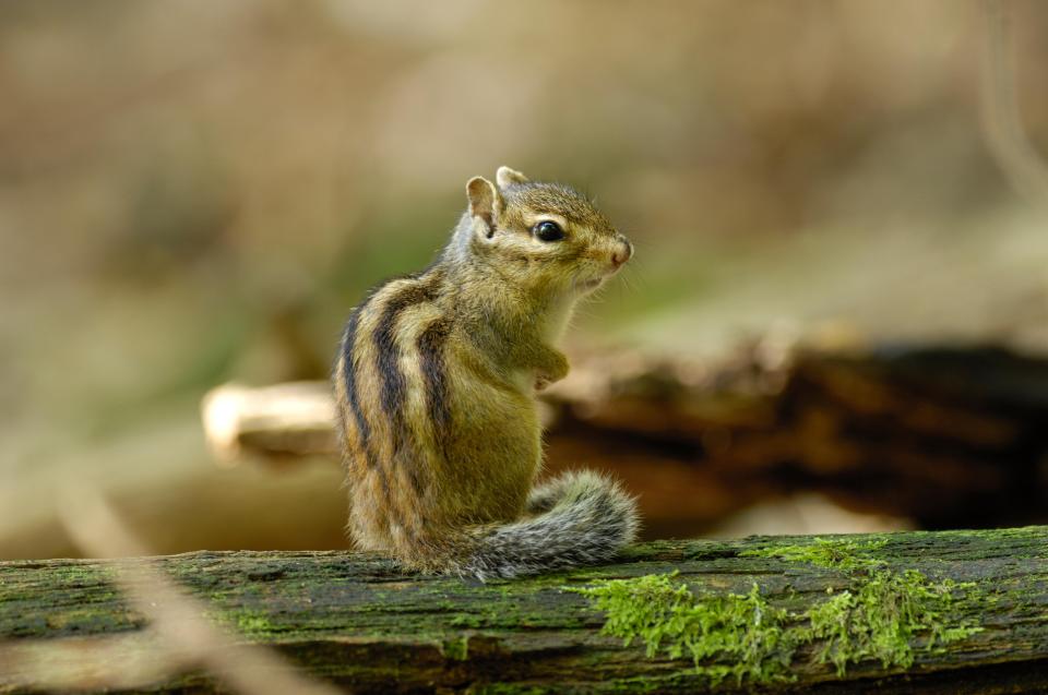 Chipmunks France
