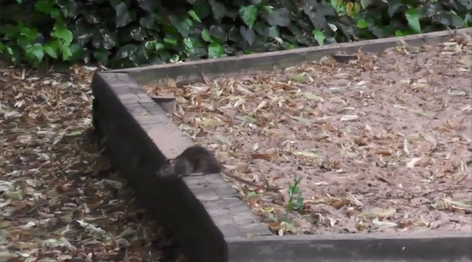 Concerns have been raised about the how the infestation could harm the health of local children