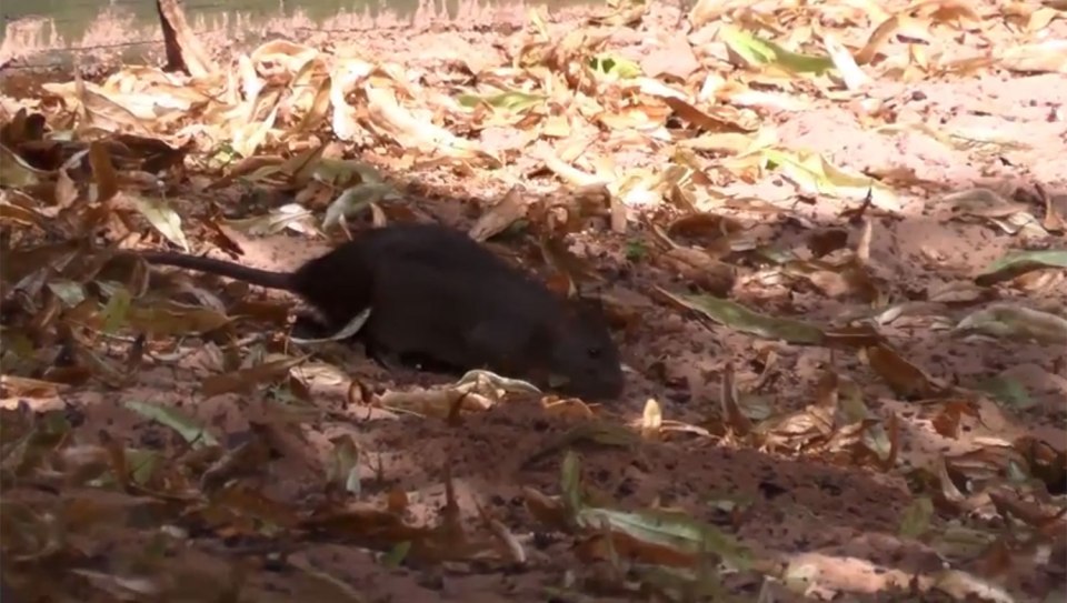 Several rats were seen in the playground on Monday - as well as faeces in the sandpit
