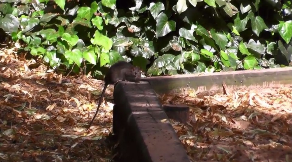 Some families say they won't return to the playground until they're sure the rats are gone