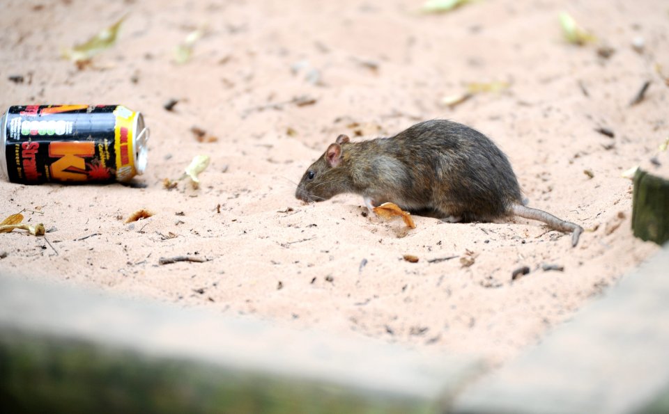 It's believed they could have established a nest in the thick undergrowth surrounding the park