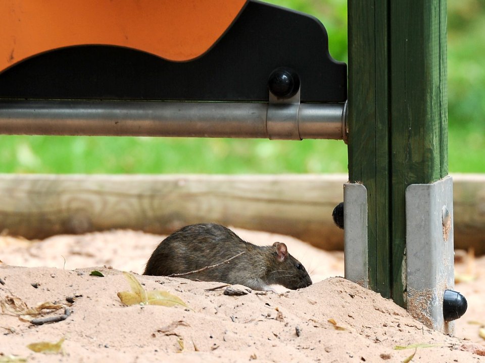 Some parents fear that the rodents could pass diseases on to their children