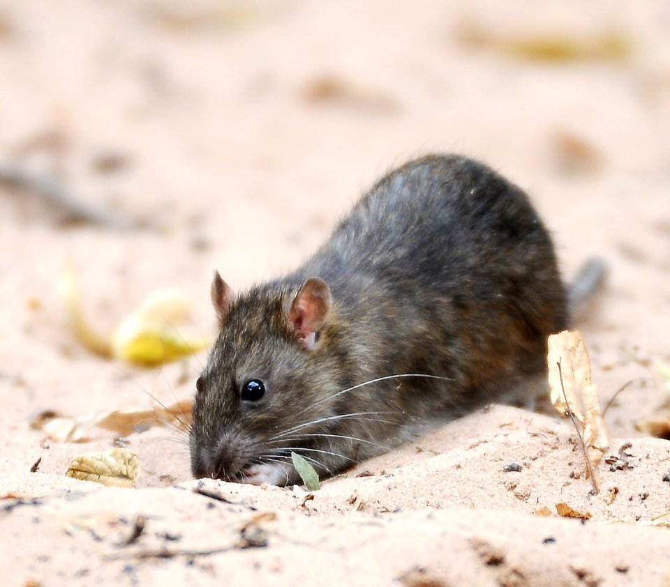 Pest control officers have since been brought in to deal with the rats