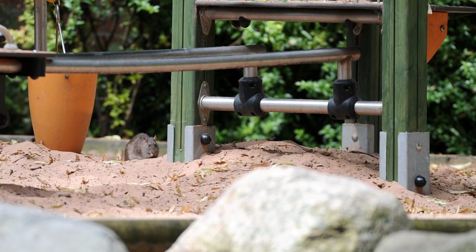 The 10-inch long rodents spooked two mums who had taken their kids to the park on Monday