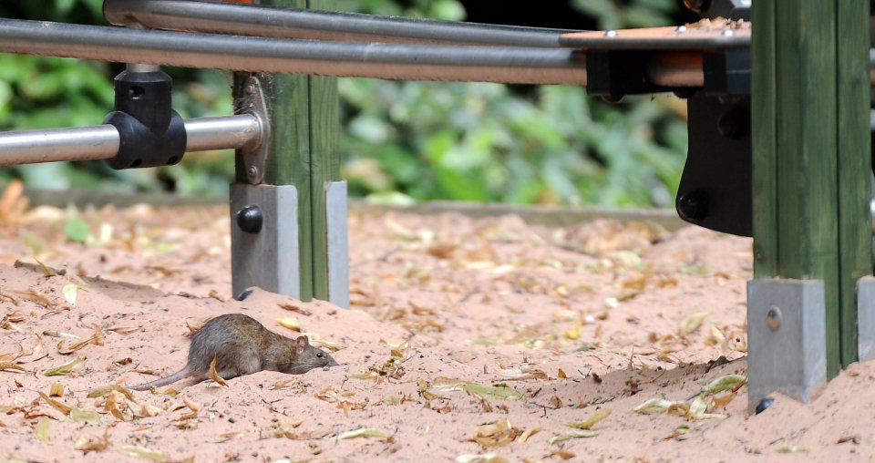 Parents have complained after huge rats were spotted scuttling around the playground in Leicester