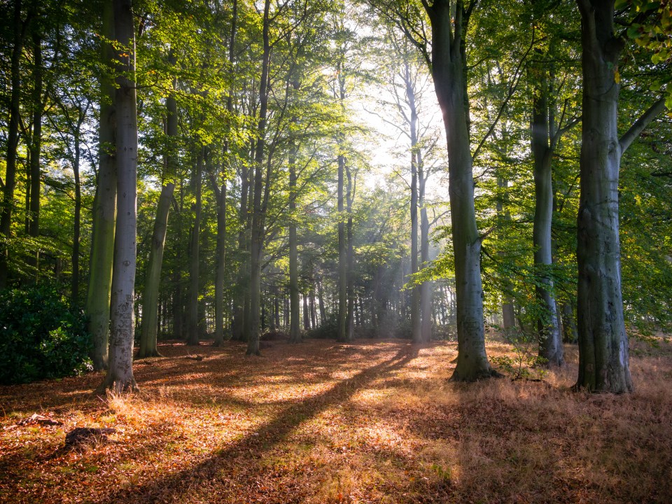 Sherwood forest woodland scene