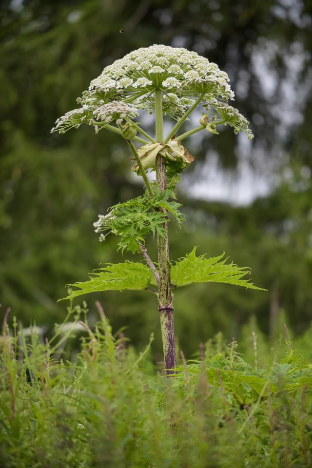 Giant Hogweed can cause BLINDNESS if it gets into people's eyes