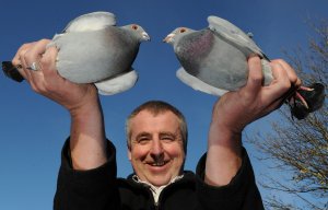 Pigeon racing world rocked after 'Grand National' champ unmasked as a cheat whose 'winning' bird never left home