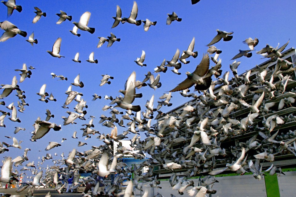 Japan Cup Pigeon Racing