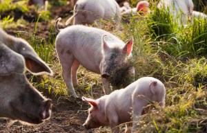 Fire at 'best in Britain' hog farm kills £40,000 worth of piglets as inferno rips through Wiltshire barn