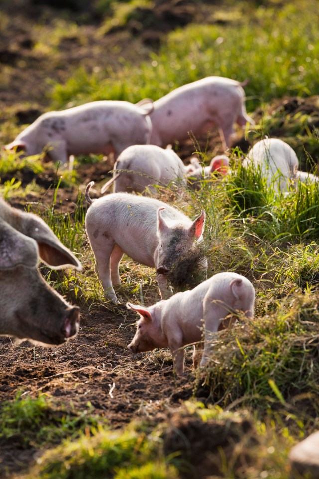 The Netherlands, Kortenhoef, Pigs. Piglets.