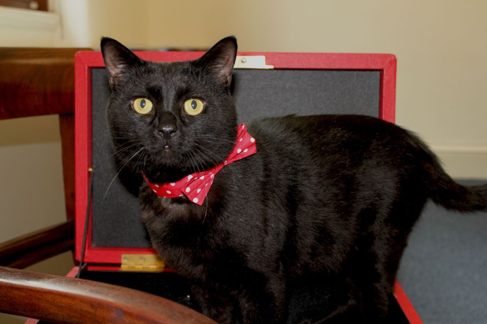 Gladstone the cat