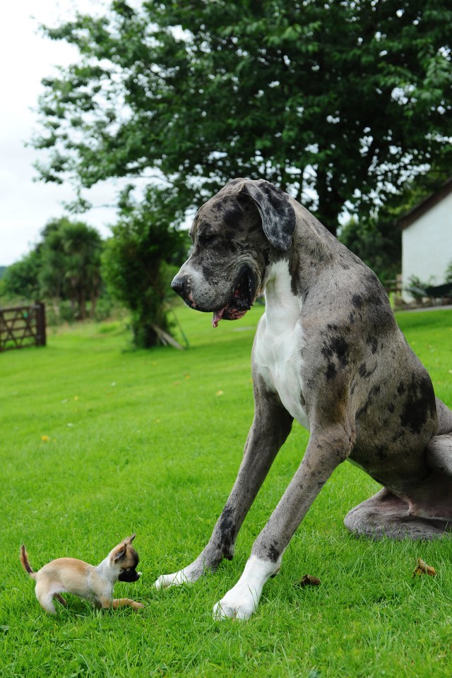 dogs