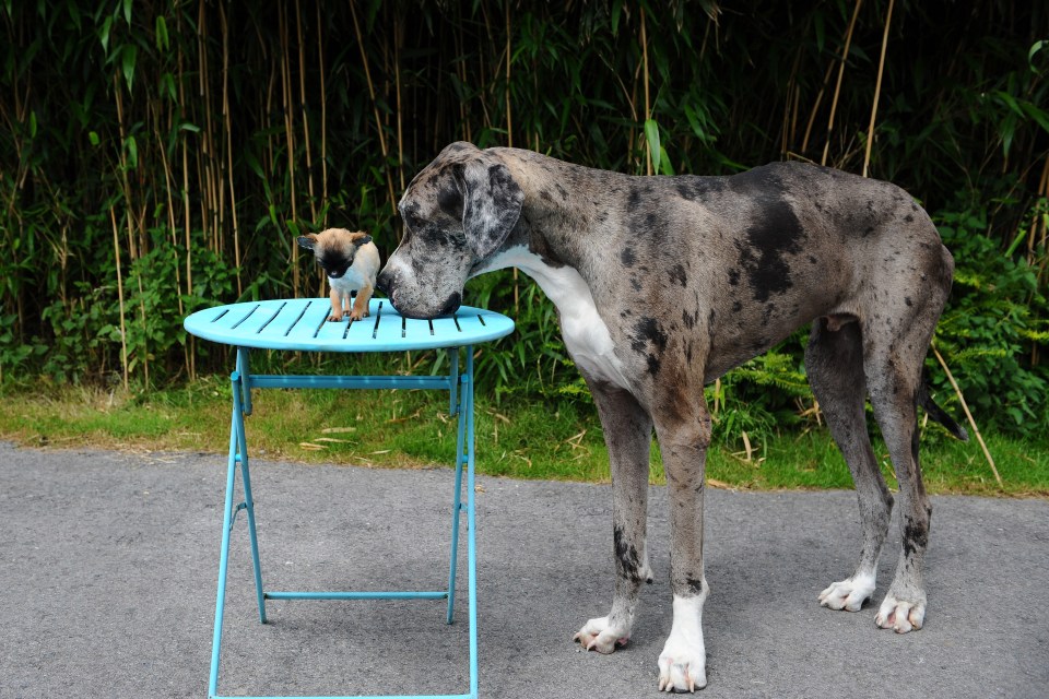 dogs