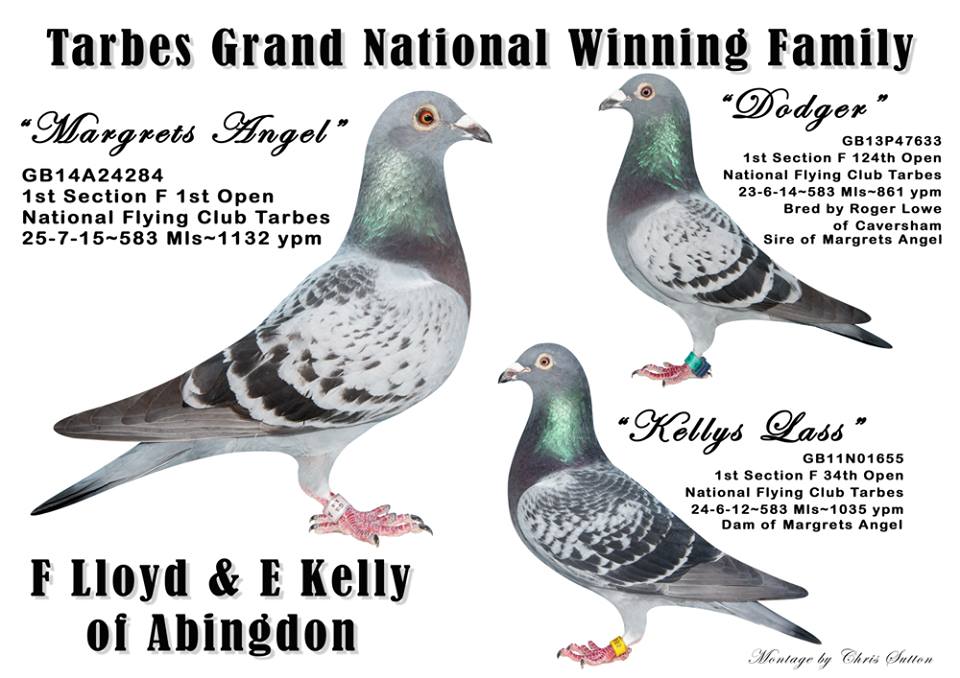 Winners . . . birds which won race last year