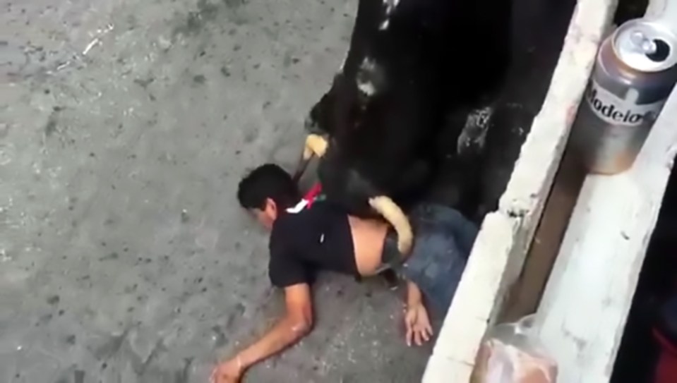 Pic shows: The bull is goring the man; Graphic footage has caught the moment when a young man was brutally gored in the neck and stomach by a raging bull during a traditional festival. The victim, identified as Leopoldo Cruz Espinoza, can be seen trying to dodge the angry beast but he gets knock down the ground where he falls unconscious. The animal takes his time as he sweeps his horns left and right all across the man’s body, which is tossed around like a ragdoll. The bull punctures Leopoldo’s stomach with his left horn and then his neck with his right, as blood starts to seep out of the man’s wounds and the hundreds of spectators can only scream in horror. The bull seems to be getting angrier as the attack continues until some onlookers try to distract him by pouring beer all over him. Finally, after one last prod with his horn and stamp with his hoof, the massive animal runs off down the road. Rescuers then arrive in what looks like a forklift truck reinforced with wooden pallets. Leopoldo’s body is carried onto the vehicle and he is taken to hospital, where doctors said his condition is serious. According to local sources, as many as 19 people were injured by bulls during the run on that day, with three of them sustaining serious injuries. However, the video of the attack – which quickly gathered thousands of views online – has been met with disdain by social media users. Several of them congratulated the bull and many even said they were happy that the man got his comeuppance for taking part in such a brutal and cruel tradition. One anonymous user wrote on a local internet forum: "Waiting from the medical team to hear about when this son of a b*tch dies, I hope he suffers for at least three days before he does." One user, who admitted they felt sorry for Leopoldo, wrote: "They should stop f*cking with animals, I do not take pleasure in what happened but I hope it serves as an example that you can’t just mess with them and torture them