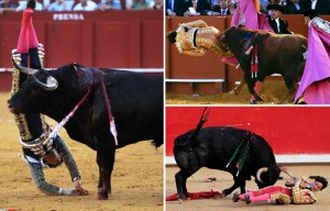 Calamitous bullfighter is gored for the FOURTH time in a year