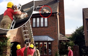 Hilarious moment spaniel is stuck on the ROOF of a house while his owners are away on holiday