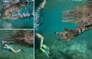 Shocking moment daredevil dad and daughter swim with a deadly 200lb croc to get perfect pics