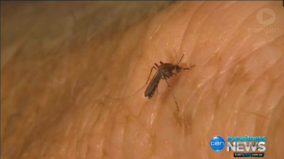 The bug is believed to be spread by mosquitoes 