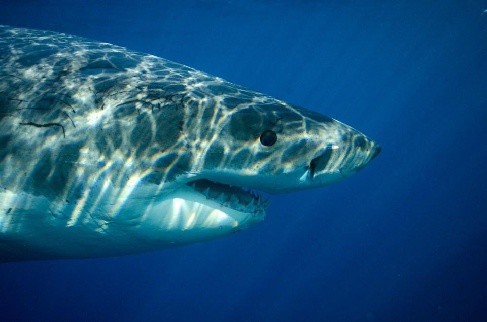 shark